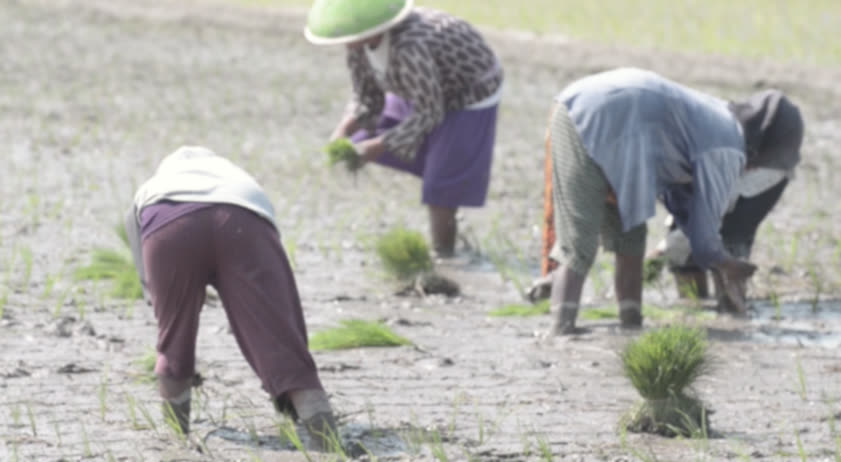 Gambar 4.3 Petani Klaten